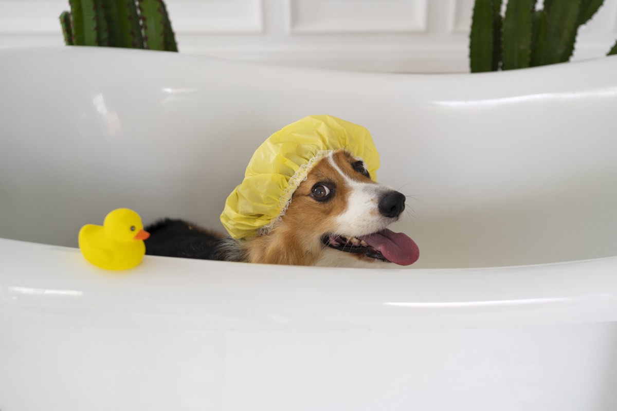 Baño de mascota coordinado en domicilio en Curacautín