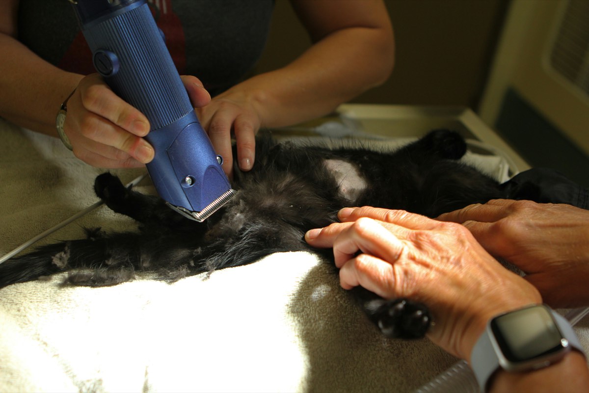Cuidado tranquilo para gato a domicilio en Curacautín