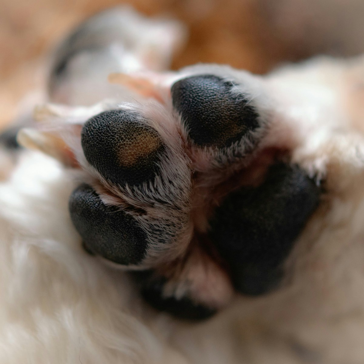 Higiene y corte de uñas para gato en casa en Putre