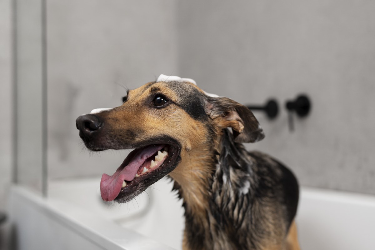 Baño cuidadoso para perros a domicilio en Putre