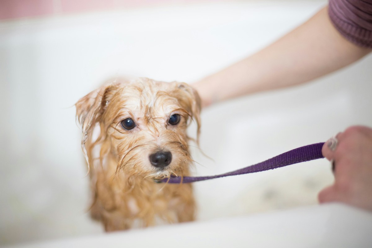 Corte de uñas para perro sin traslado en Curacautín