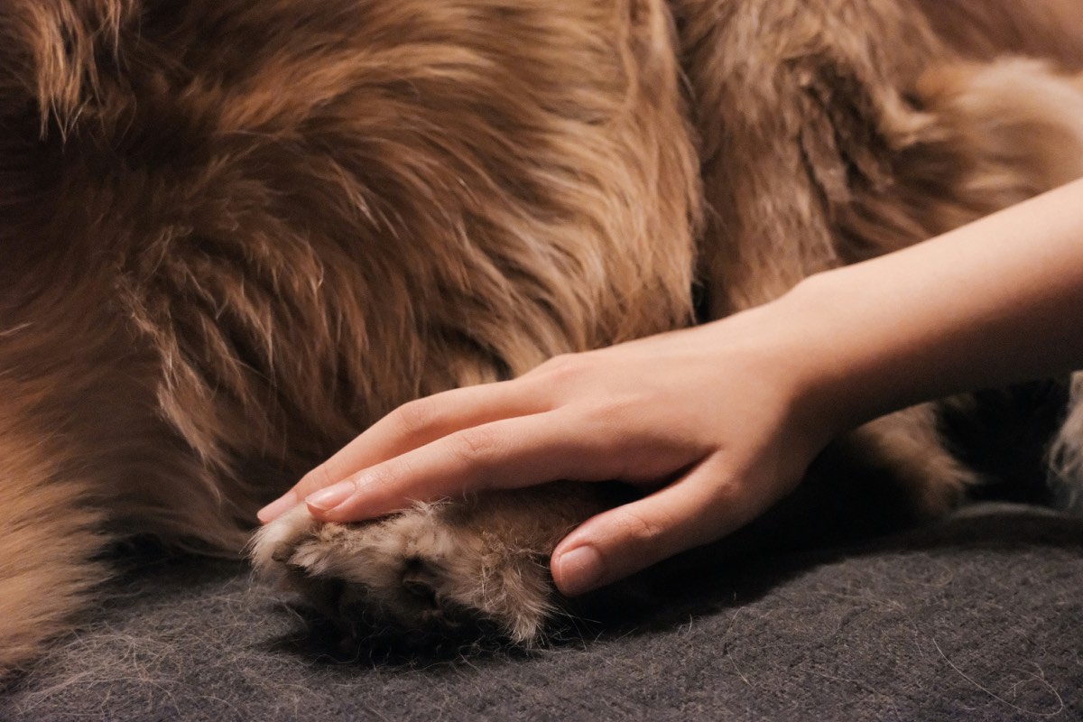 Cepillado y peluquería básica para perro en Putre