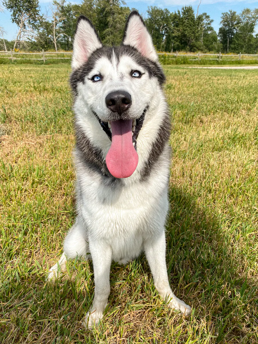 Paseos para perros en sectores residenciales de Queilen